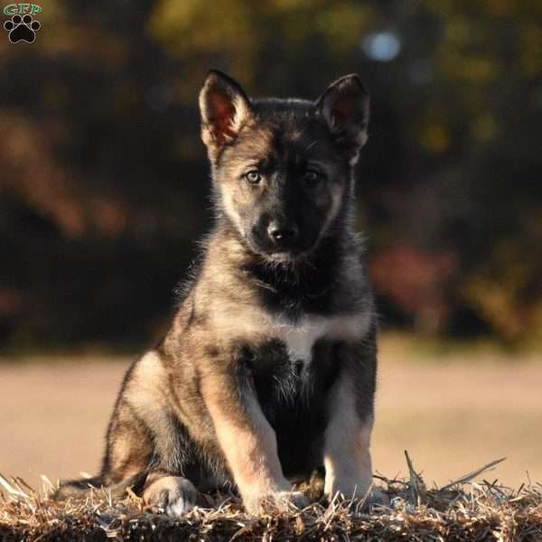 Bear, Shepsky Puppy